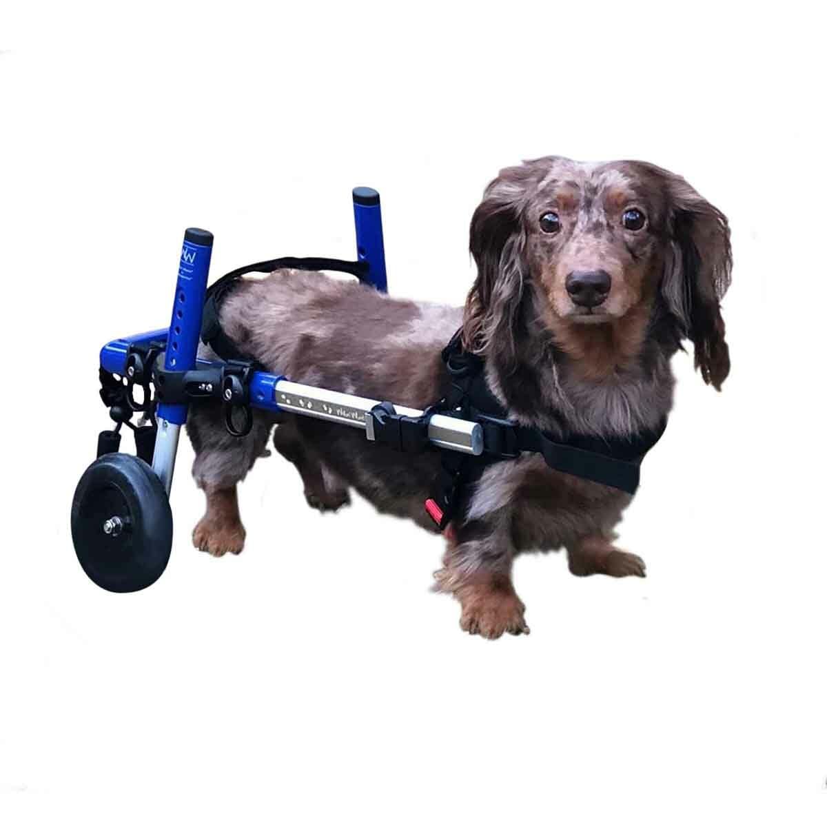 Walkin' Wheels Dachshund Wheelchair - for Small Dogs 2-30+ Pounds - Veterinarian Approved - Dog Wheelchair for Back Legs