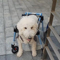 Doberman Pet Mobility Wheelchair Adjustable, 2/4 Wheel Dog Leg Brace for Paralysis Arthritis, All Terrain Doggy Walk Mobility Support Tool(Blue,XL)