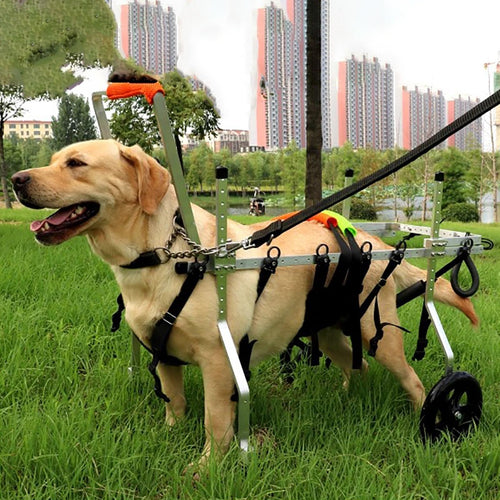 2 to 132 Lbs Animal Exercise Wheelchair for Dog, Large Medium Small Size Pets Cart with Front and Back Wheels, Recover Mobility Rehabilitation Brace (Size : Size XXL)