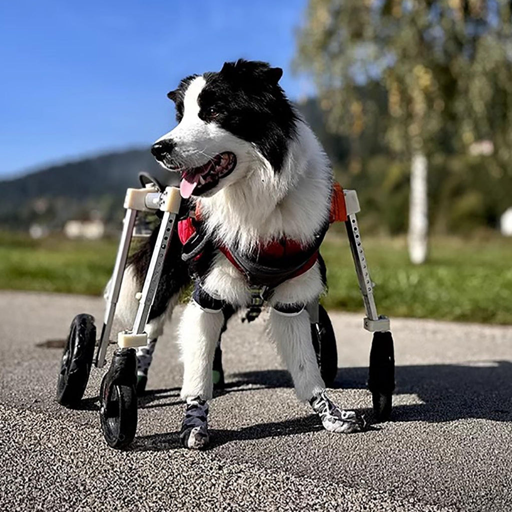 Doberman Pet Mobility Wheelchair Adjustable, 2/4 Wheel Dog Leg Brace for Paralysis Arthritis, All Terrain Doggy Walk Mobility Support Tool(Blue,XL)
