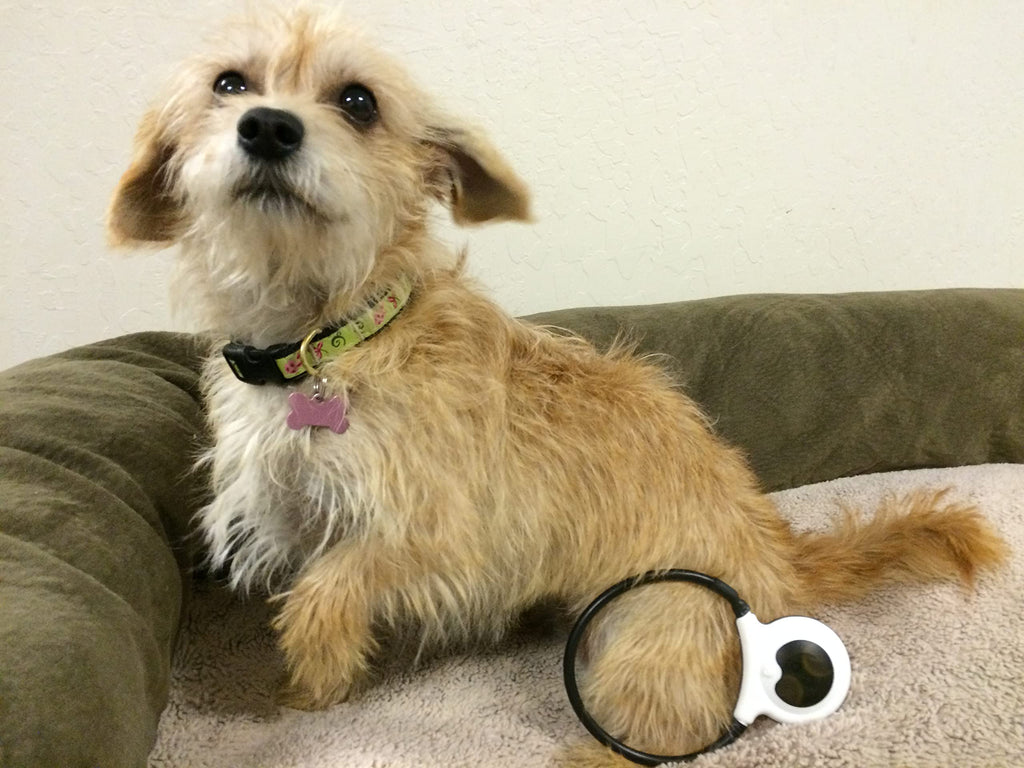 Assisi LOOP 2.0 Manual tPEMF Device for Dogs, Cats, and Horses