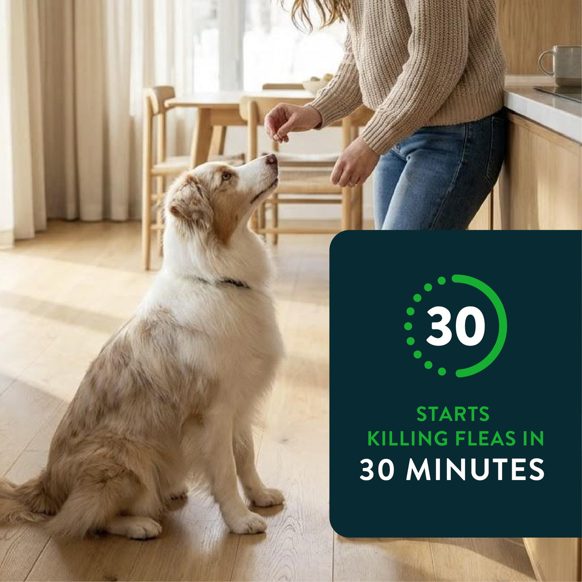 Capstar (nitenpyram) Fast-Acting Oral Flea Treatment for Dogs Over 25 lbs